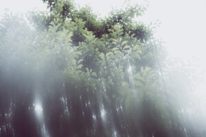 写真作品