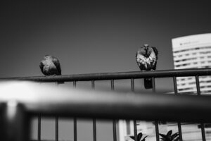 写真作品