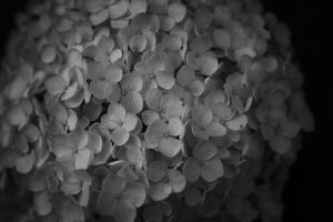 写真作品