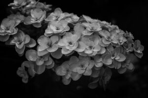 写真作品