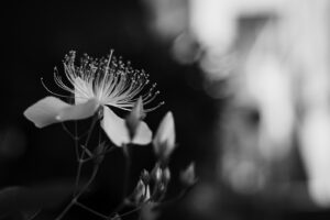 写真作品