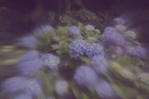 写真作品