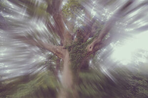 写真作品