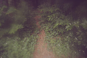 写真作品