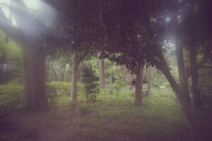 写真作品
