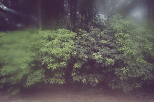 写真作品