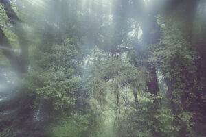 写真作品