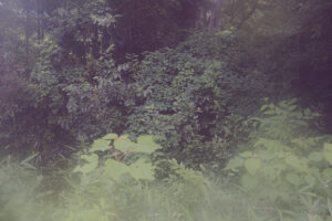 写真作品