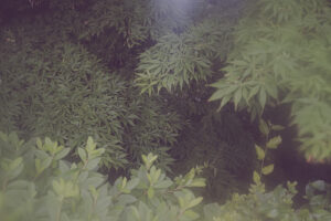 写真作品