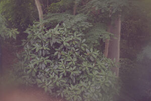写真作品