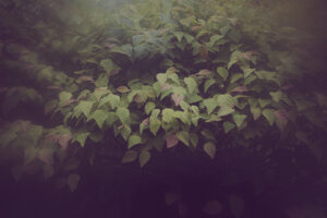 写真作品