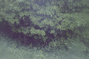 写真作品