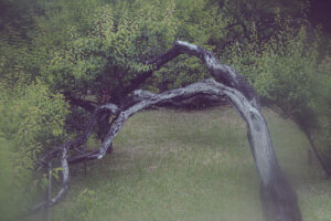 写真作品