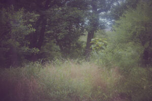 写真作品