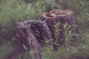 写真作品