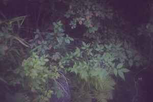 写真作品