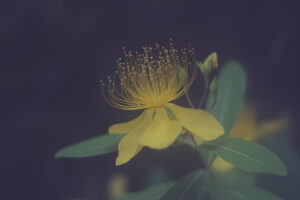 写真作品