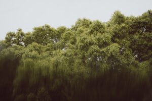 写真作品