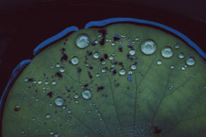 写真作品