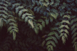 写真作品