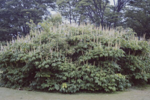 写真作品