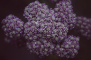写真作品