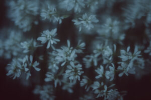 写真作品