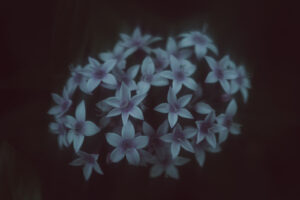 写真作品
