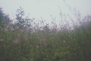 写真作品