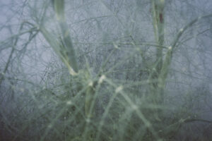 写真作品