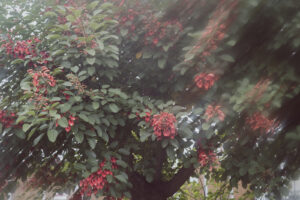 写真作品
