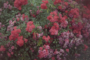 写真作品