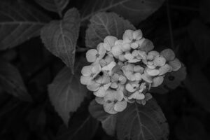 写真作品