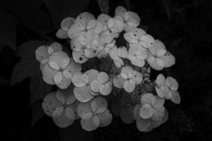 写真作品
