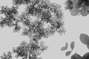 写真作品