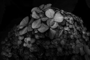 写真作品