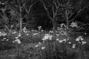 写真作品