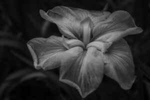写真作品