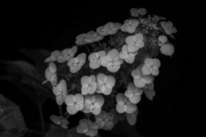 写真作品