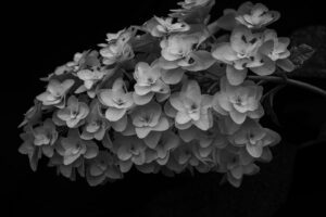 写真作品