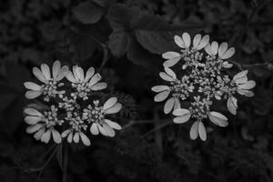 写真作品