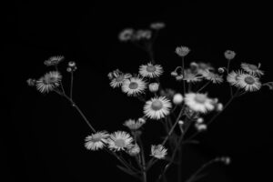写真作品