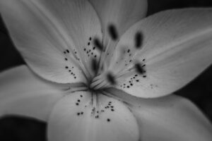 写真作品