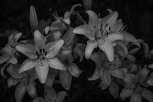 写真作品