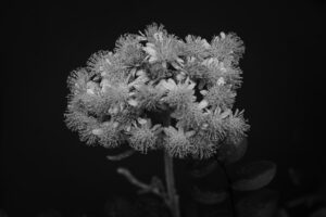 写真作品
