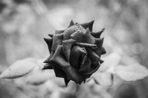 写真作品