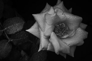 写真作品