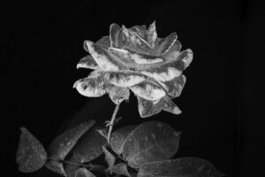 写真作品