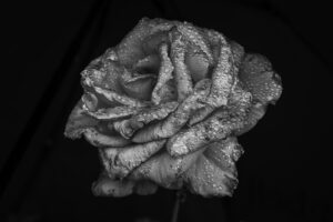 写真作品