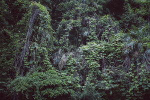 写真作品